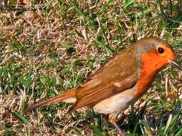 A friendly little visitor to the van