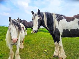 Horses along severn walk