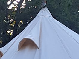 Fab wild birds everywhere.