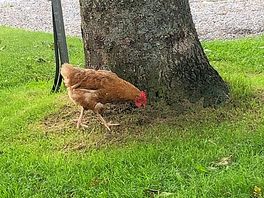 Friendly chicken