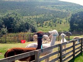 Alpacas ready for walk