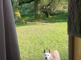 The view from the door into the beautiful trees