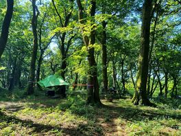 Fun tree tents