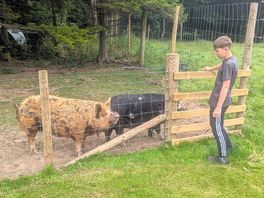 Feed the pigs