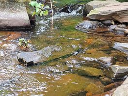 Stream