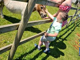 Another one of the friendly horses