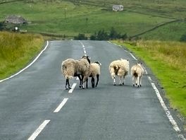 Canny sheep