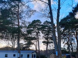 Gorgeous trees.