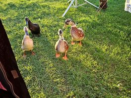 Duck posse