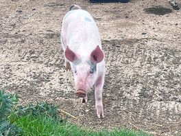 Pig!