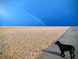 On the beach with my irish water spaniel