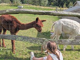 They have alpacas, goats, chickens and horses