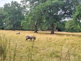 Sheeps on site.