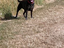 300 plus acres of freedom for us and the dog plus an enormous enclosed dog exercise field.