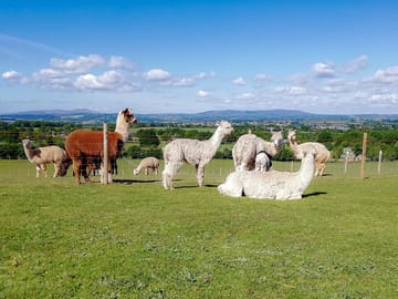 This is the front aspect View from all pitches at Severn Valley Alpacas a view of the Severn Valley (added by manager 21 Nov 2022)
