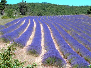 Lavender field (added by manager 27 Mar 2015)
