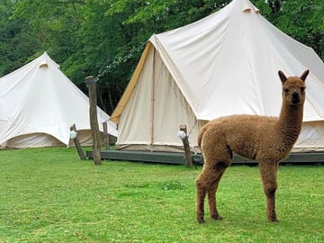 Bell tents and the alpacas (added by manager 26 Jul 2022)