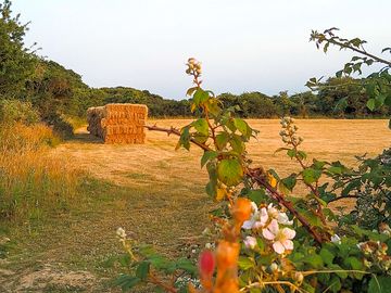 Hay bales in the field (added by manager 22 Sep 2022)