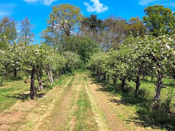 Wander in the fruit orchards (added by manager 05 Apr 2018)