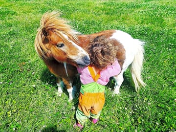 Rusty the rescued pony (added by manager 18 Jul 2022)