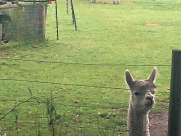 Fred the alpaca (added by manager 24 Jul 2021)