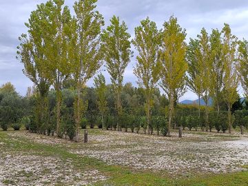 Mature trees or privacy in the pitches