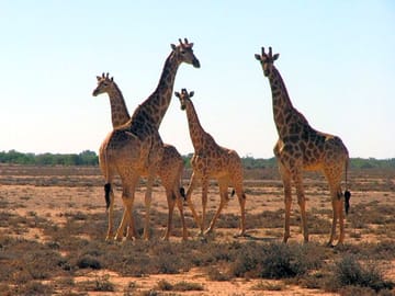 Giraffes nearby (added by manager 30 Jul 2018)