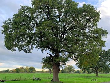 Oak tree and picnic benches