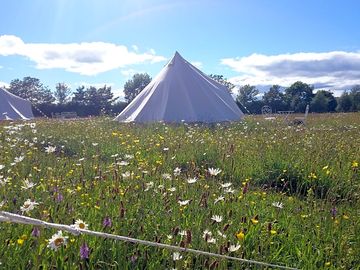 Bell tents in the North paddock