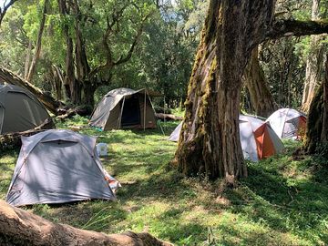 Pitch up among the trees