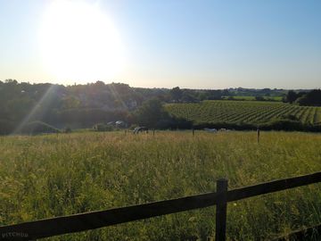 Vineyard view