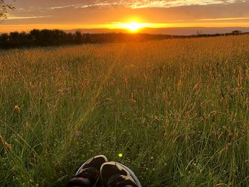 Sunset over the meadow
