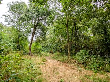 The woods