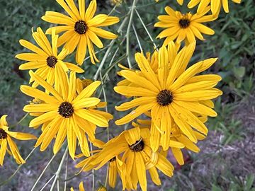Plants around the campground