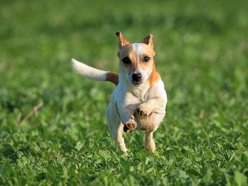 Dog on the fenced pitches