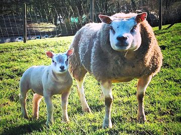 Lambing time