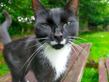 Beautiful green eyed cat for company