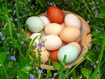 Fresh eggs daily