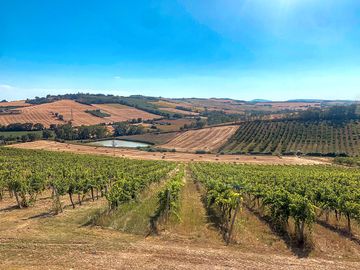 Pitches with vineyard views