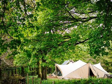 View of stretch tent through the trees