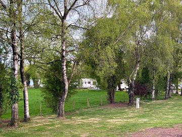 Woodland on site