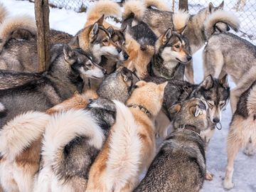 Notre meute d'huskies