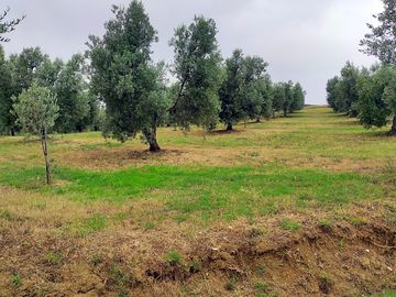 Olive grove