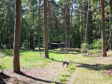 Woodland around the campsite