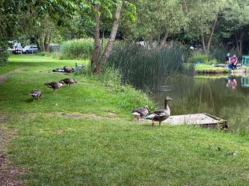 Fishing peg and roaming geese