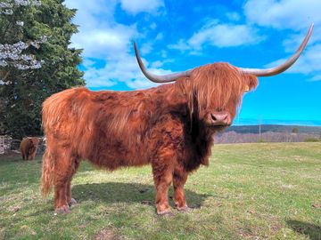 Hannah the highland cow