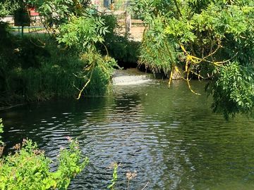 The pond
