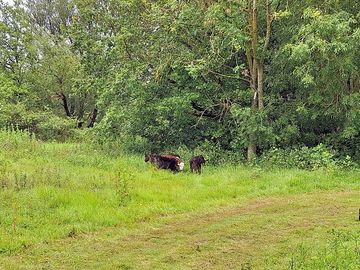 Grass pitches