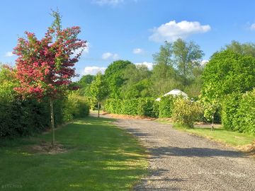 Mature planting