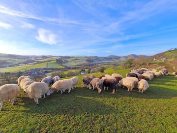 Sheep feeding on the farm